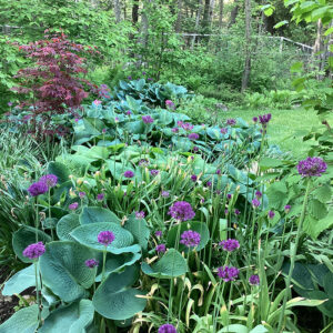 Deb’s Alliums in Wisconsin – Fine Gardening