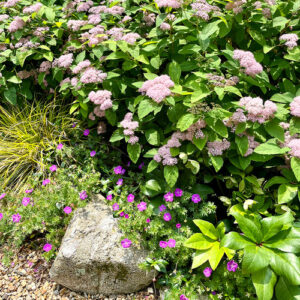 Fran’s Spring Garden on Martha’s Vineyard