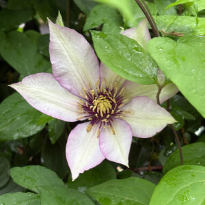 Roses and Clematis Bloom in Carla’s Garden