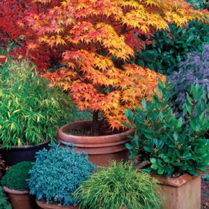 How to Grow Small Trees in Containers