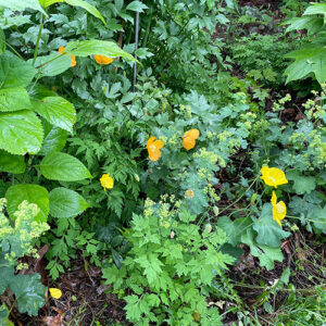 Well-Behaved Self-Sowing Plants for the Northeast