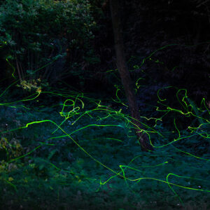 How to Support Fireflies and Other Insects in the Garden