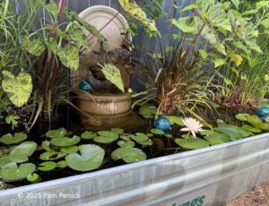 Diving back into Lori’s stock-tank pond garden