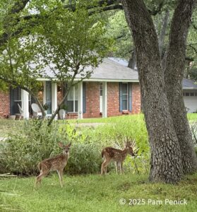Fawns out front – Digging
