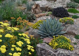 Ryan Harter’s flowery xeric garden in Colorado, part 1