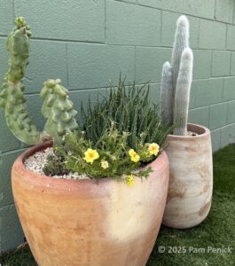 Upcycled succulent planters at Lou’s Eastside