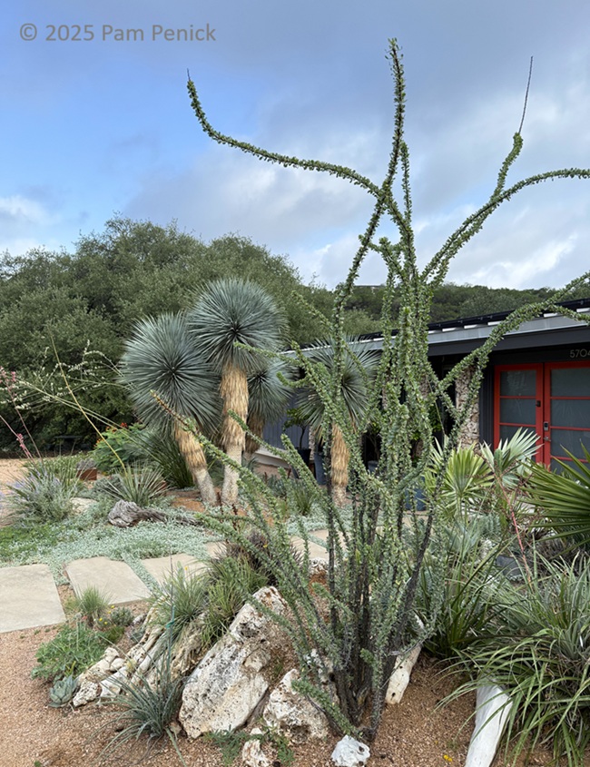 Texas crevice garden in summer bloom