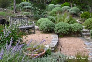 A Texas garden inspired by La Louve in Provence