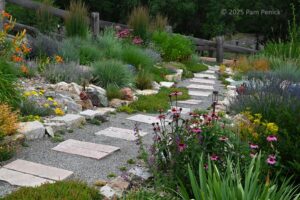 Ryan Harter’s backyard xeric garden, part 2