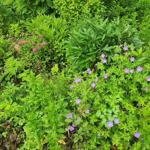 Early Summer in Maxine’s New York Garden, Part 1