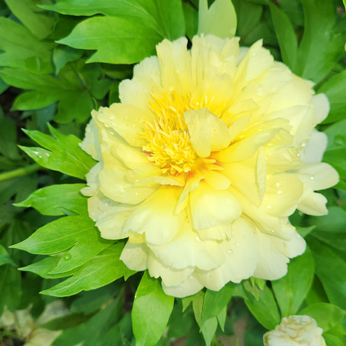Early Summer in Maxine’s New York Garden, Part 2
