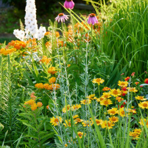 Jack’s June Blooms in Iowa