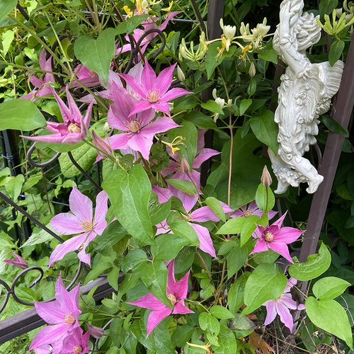 Roses and Clematis Save Spring in Dot’s Pennsylvania Garden