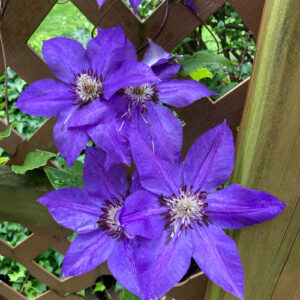 Kathy’s Garden Full of Memories