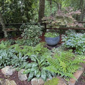 Bonnie’s Spring Highlights in North Georgia