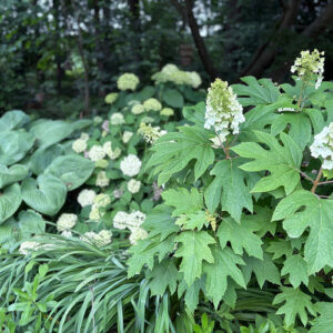 Carla’s Garden in June – Fine Gardening