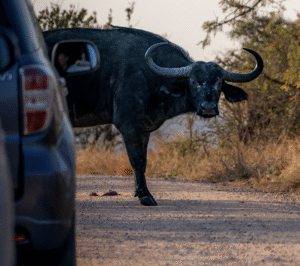 When ‘Coexistence’ Is Co-Opted in Conservation Practice