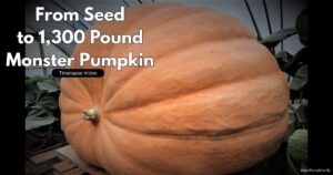 5 Secrets For Monster Pumpkins