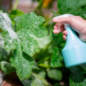 12 Viral Soap Water Tricks Every Gardener is Using Right Now