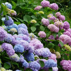 Why Your Hydrangeas Aren’t Blooming (And How to Fix It)