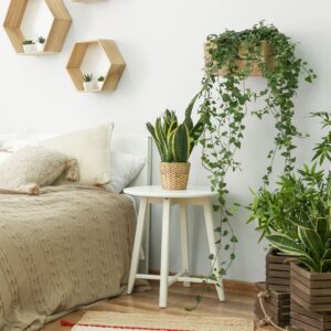 10 Plants That Eliminate Stinky House Smells (No Air Fresheners!)