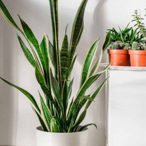 The Secret to Making Your Snake Plant Bloom (Most Never See This!)