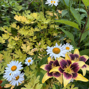 Maxine’s Midsummer Garden, Part 1