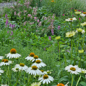 Jennifer’s New Gardening Journey in Minnesota