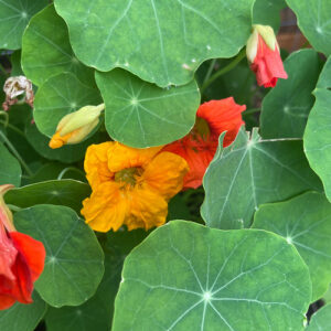 Veggie-Garden Flowers in Connecticut – Fine Gardening