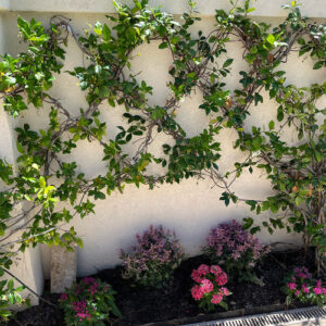 Ponte Vedra Beach Garden Tour: Karen’s Tropical Cottage Garden