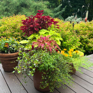 Cindy’s Orange, Chartreuse, and Purple Designs in New York