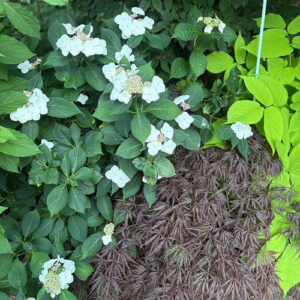 Carla’s Late June Flowers and Foliage