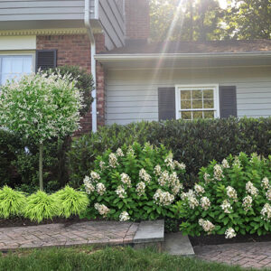 Landscape Design Software for the Home Gardener