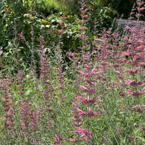 Tips and Tricks for Growing Agastache in the Mountain West