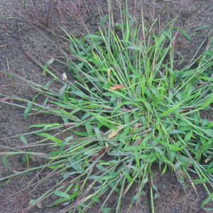 Identifying and Managing Problematic Crabgrass