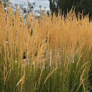 Showy Ornamental Grasses Alternatives to Pampas Grass