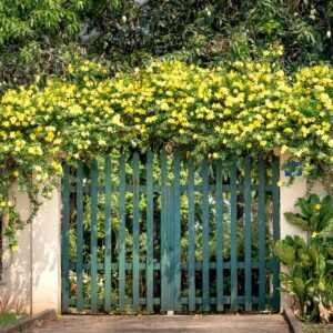 How 12 Flowering Vines Create Instant Privacy
