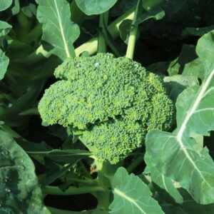 Why Your Balcony Needs Broccoli RIGHT NOW