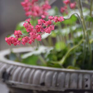 16 Perennials That Thrive in Containers