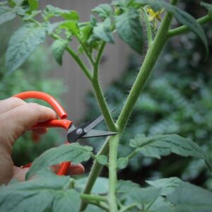 The Secret Pruning Hack That Transforms Tomato Plants