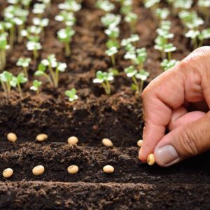 12 Seeds That Need Your Fridge (Not Your Garden!) To Actually Grow –