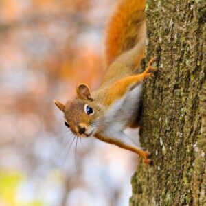 10 Plants That Make Squirrels Pack Their Bags (Without Breaking a Sweat!) –