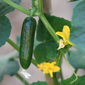 10 Transformative Tricks for Epic Harvests –