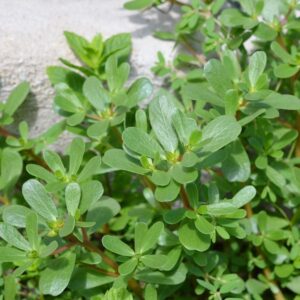 The Secret Medicine Growing Between Your Sidewalk Cracks –