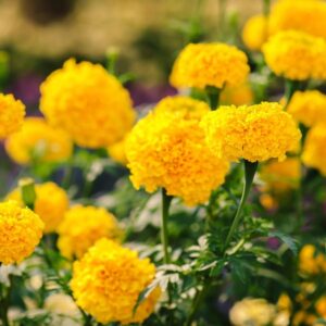 6 Marigold Varieties That Are Secretly Sabotaging Your Garden –