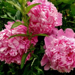 Help! My Peonies Won’t Bloom!”