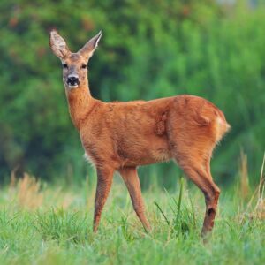 The $5 DIY Deer Repellent That Saved My Garden (And My Sanity) –