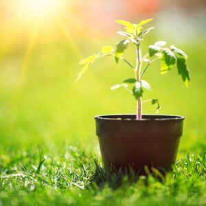 Baby Cucumbers THRIVE in These Container Setups –
