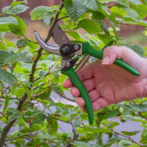 Dull Pruners Killing Your Plants? This Kitchen Drawer Hack Changes Everything –
