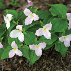Spring-Flowering Bulbs for Shade – Fine Gardening